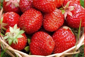 hamile-kadinlar-icin-en-besleyici-vejeteryan-derlemeleri