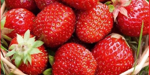 Hamile Kadınlar İçin En Besleyici 8 Vejetaryen Yemeğin Derlemesi