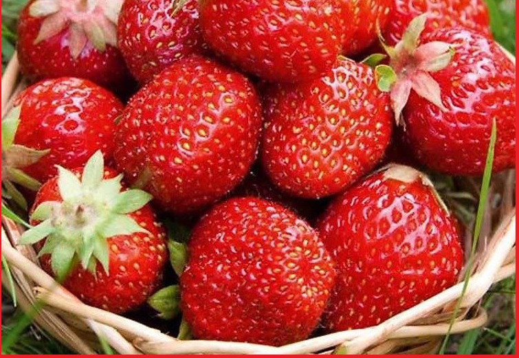 hamile-kadinlar-icin-en-besleyici-vejeteryan-derlemeleri